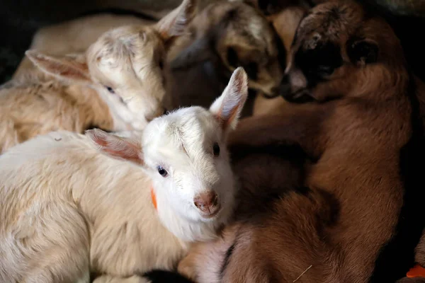 Granja Cabras Niños Cabra Recién Nacidos Francia —  Fotos de Stock