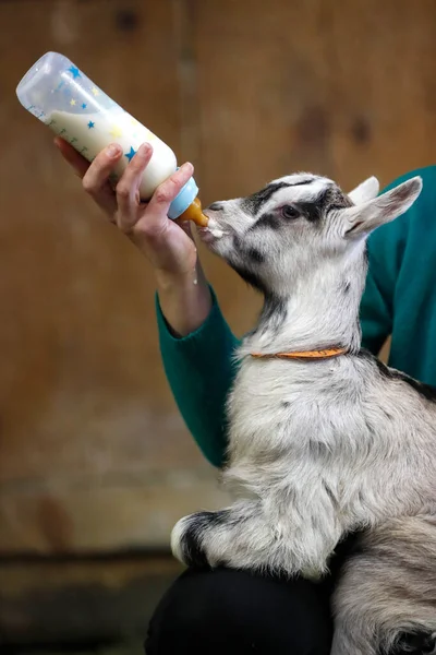 염소한테 우유를 먹이는 프랑스 — 스톡 사진