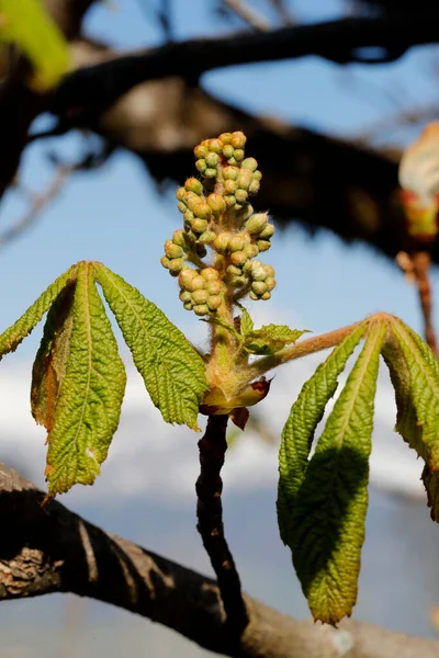 Primavera Bud Uma Árvore Castanha França — Fotografia de Stock