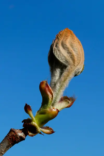 Primavera Bud Uma Árvore Castanha França — Fotografia de Stock