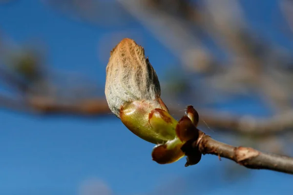 Frühling Knospe Einem Kastanienbaum Frankreich — Stockfoto