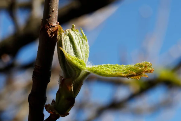 Keväällä Bud Kastanjapuussa Ranska — kuvapankkivalokuva