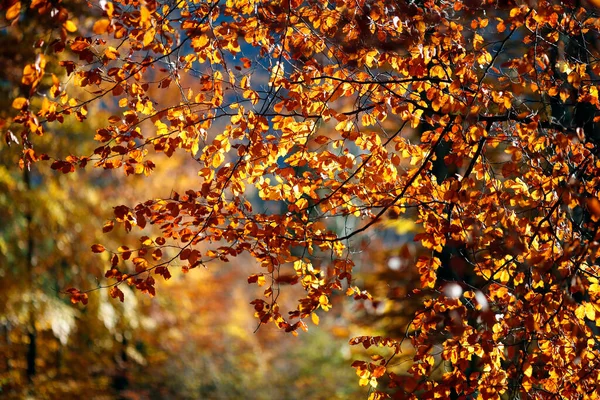秋の時間に木々の上に美しいカラフルな葉 自然の季節の色の背景 フランス — ストック写真