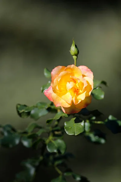 Rosa Amarilla Jardín Natural Francia — Foto de Stock