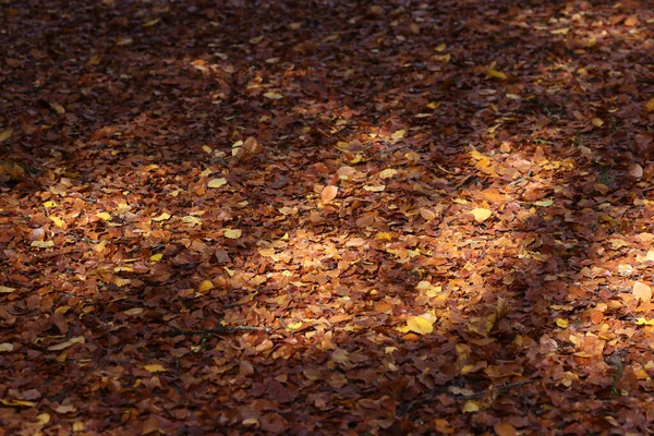 Осенние Листья Лесной Подстилке Франция — стоковое фото