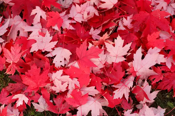 もみじの木のふもとに地面には 秋のときに 床の赤い色のカーペットになるの兆候の葉 フランス — ストック写真
