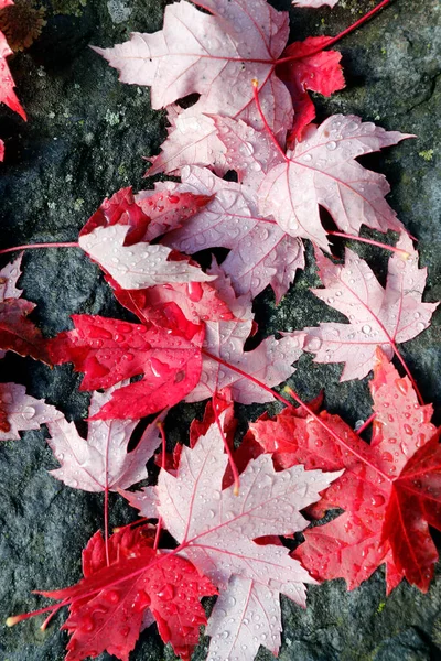 Klonowe Listowie Ziemi Podnóża Drzewa Oznaka Autumn Kiedy Podłoga Staje — Zdjęcie stockowe