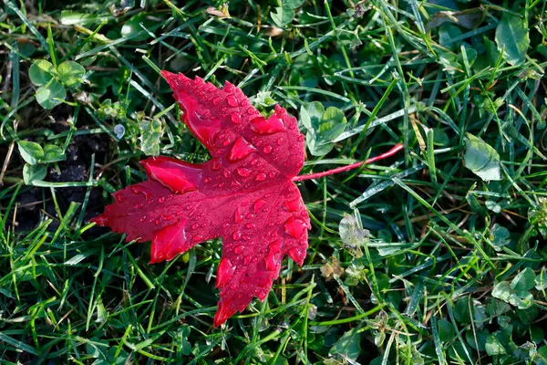 Czerwony Liść Klonu Kroplami Wody Jesienią Francja — Zdjęcie stockowe