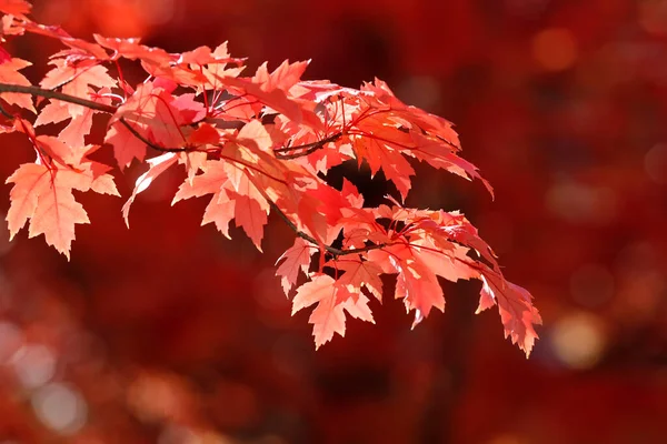 Klonowe Drzewo Czerwonymi Jesiennymi Liśćmi Francja — Zdjęcie stockowe