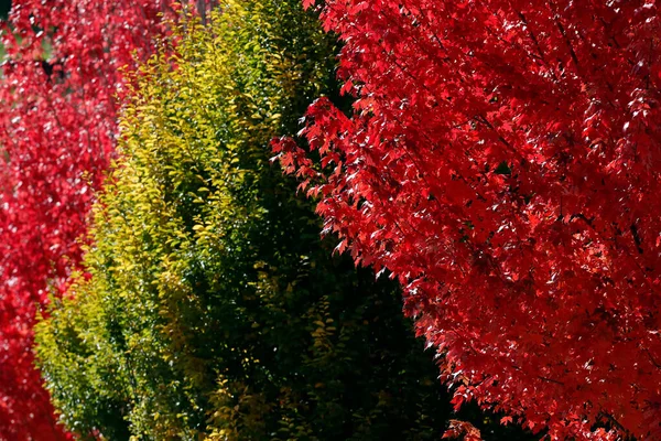Клен Красными Осенними Листьями Франция — стоковое фото