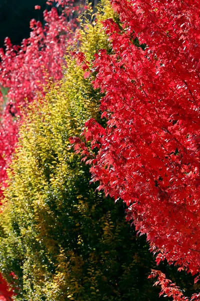 Ahornboom Met Rood Gekleurde Herfstbladeren Frankrijk — Stockfoto