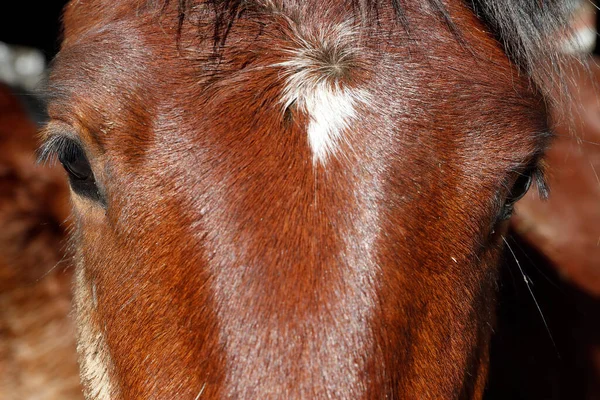 Άλογο Κοντινό Πλάνο Στα Μάτια Γαλλία — Φωτογραφία Αρχείου