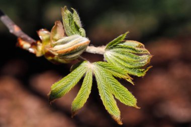 Baharda kestane yaprağı tomurcuğu. Fransa. 