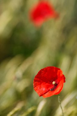 Kırmızı gelinciklerle hasat için olgunlaşmaya hazır bir buğday tarlası. Passy. Fransa. 