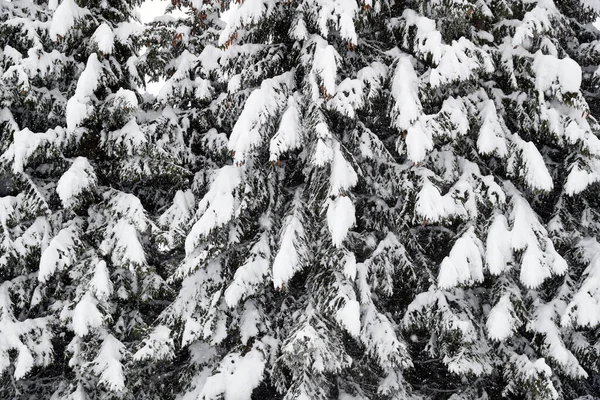 Französische Alpen Winter Feuerbäume Unter Schnee Saint Gervais Frankreich — Stockfoto