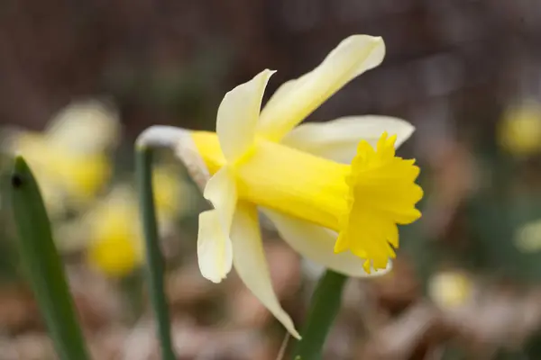 Flores Amarelas Narciso Primavera São Gervais França — Fotografia de Stock