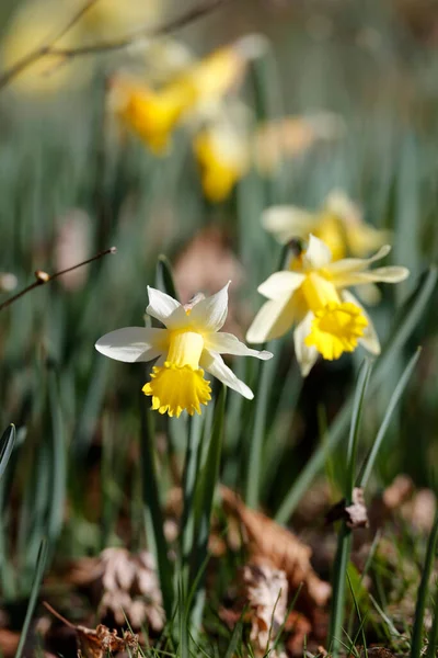 Gele Narcis Bloeit Het Voorjaar Frankrijk — Stockfoto