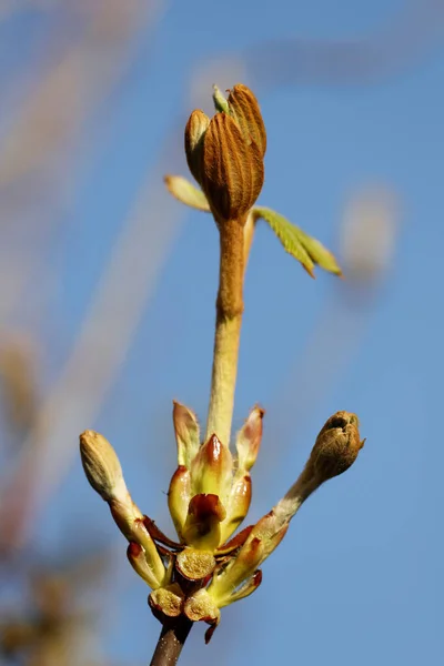 Bud Chestnut Leaf Våren Frankrike – stockfoto