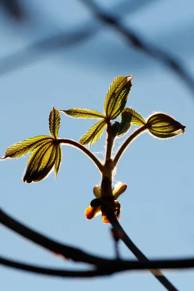 Baharda Kestane Yaprağı Tomurcuğu Fransa — Stok fotoğraf