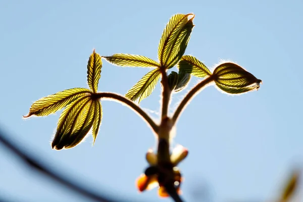 Wiosną Pączek Liścia Kasztanowca Francja — Zdjęcie stockowe