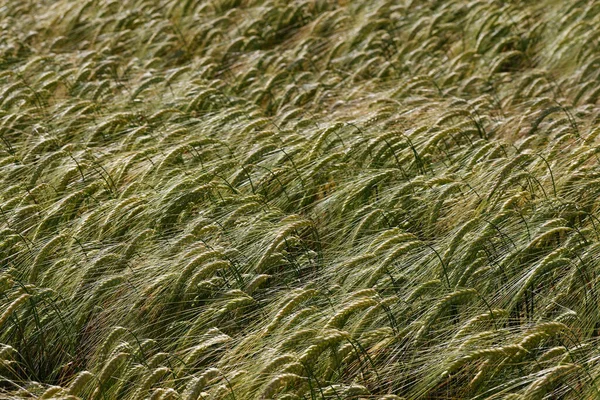 Ein Weizenfeld Reif Für Die Ernte Passy Frankreich — Stockfoto