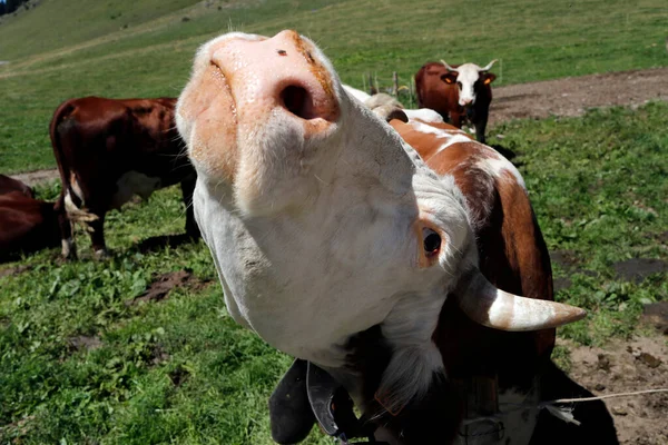Abondance Vache Dans Les Alpes Françaises France — Photo
