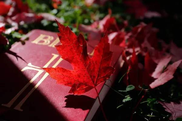 Biblia Święta Jesiennymi Liśćmi — Zdjęcie stockowe