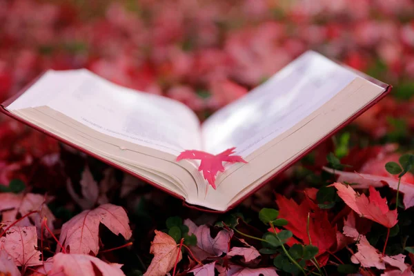 Biblia Święta Jesiennymi Liśćmi — Zdjęcie stockowe