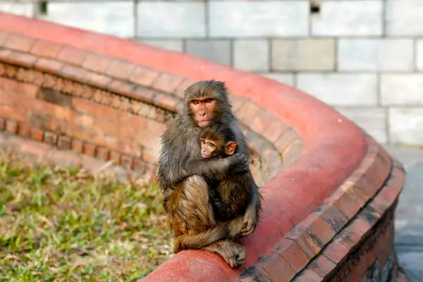 Luogo Pellegrinaggio Indù Pashupatinath Scimmia Bambino Katmandu Nepal — Foto Stock