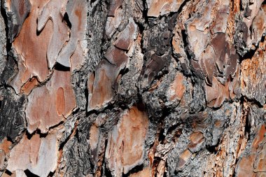 Ağaç kabuğu, tam kare. Madrid mi? İspanya. 