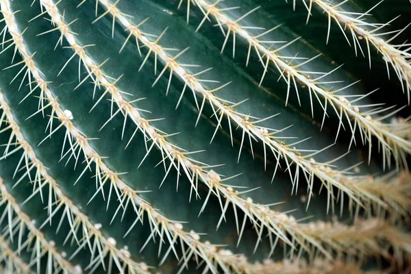 Jardin Botanique Serre Avec Cactus Madrid Espagne — Photo