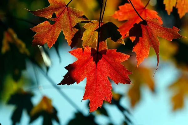 Czerwony Klon Liście Jesienią — Zdjęcie stockowe