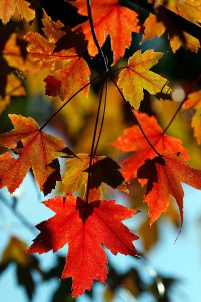 Czerwony Klon Liście Jesienią — Zdjęcie stockowe