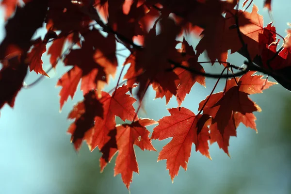 Осенью Листья Красного Клена Франция — стоковое фото