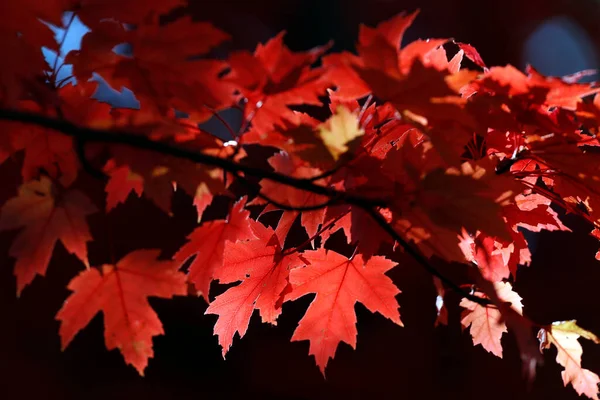Czerwony Klon Odchodzi Jesienią Francja — Zdjęcie stockowe