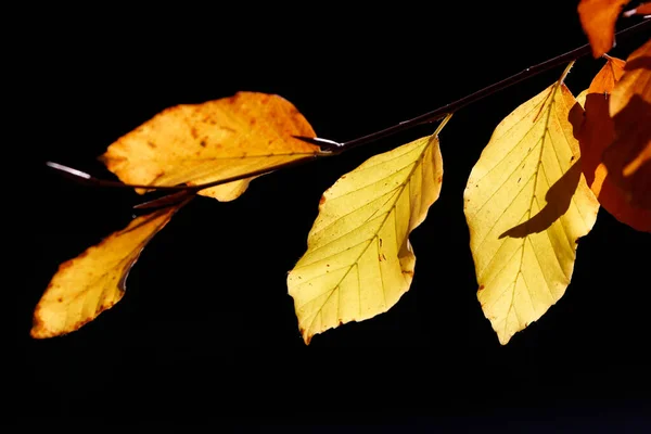 Gałęzie Złotych Liści Jesienią Francja — Zdjęcie stockowe