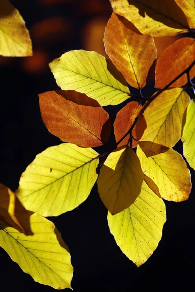 Gałęzie Złotych Liści Jesienią Francja — Zdjęcie stockowe