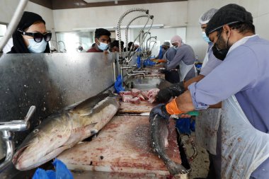 Balık pazarı. İşçiler balık temizliyor. Birleşik Arap Emirlikleri.