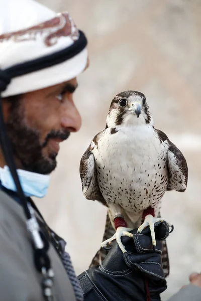 Arap Şahin Avcı Şahini Dubai Birleşik Arap Emirlikleri — Stok fotoğraf