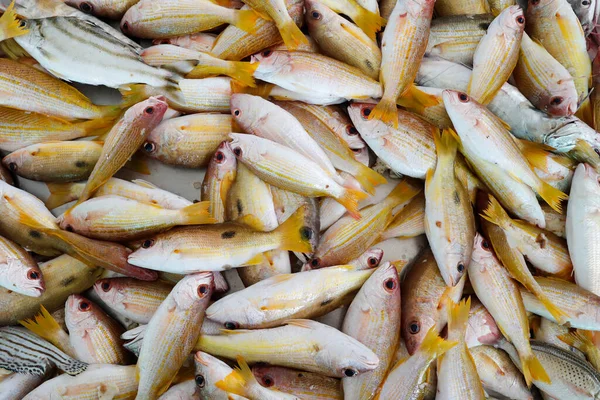시장에서 생선을 아랍에미리트 — 스톡 사진