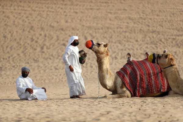 Teve Lovaglás Beduin Tábor Alatt Sivatagi Szafari Dubaiban Egyesült Arab — Stock Fotó