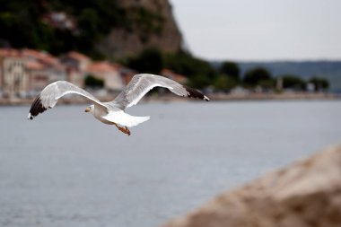 Denizde uçan martı. Piran. Slovenya. 