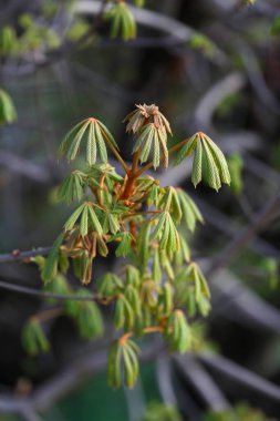 Atın kestanesinde taze yapraklar ve açık yapışkan bir tomurcuk, Aesculus hipocastanum, baharda ağaç..