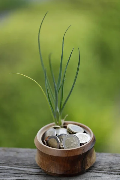 Young growing plant with coins. Savings,  investment and ecology concept.