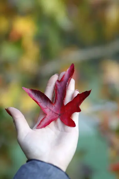 Czerwony Klon Wychodzi Jesienią Zbliżenie Dłoni — Zdjęcie stockowe