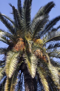 Hurma ağacının tomurcuğundan sarkan salkımlar, İspanya. 