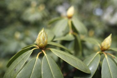 Bahçede Rhododendron tomurcukları. Bahar geldi.. 