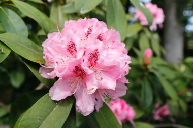 Bahçedeki pembe rhododendron çiçeği. Bahar geldi.. 