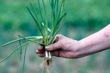 Tarım Bakanlığı. Tra Que Köyü 'ndeki organik sebze bahçeleri. Çiftçi elinde genç bir bitki tutuyor. Ekoloji konsepti. Hoi An. Vietnam. 