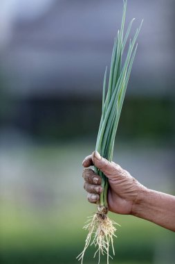 Tarım Bakanlığı. Tra Que Köyü 'ndeki organik sebze bahçeleri. Çiftçi elinde genç bir bitki tutuyor. Ekoloji konsepti. Hoi An. Vietnam. 